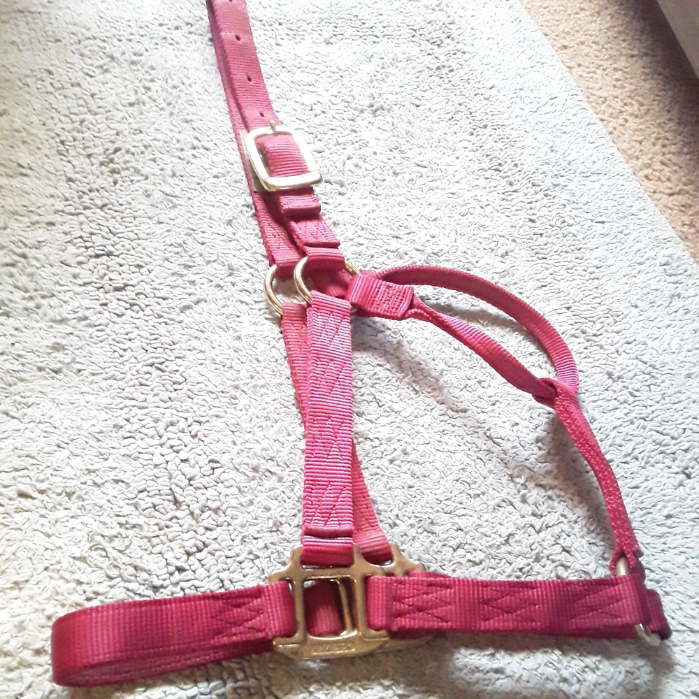 Raspberry color horse halter 😍